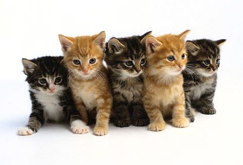 kittens4blog1.jpg